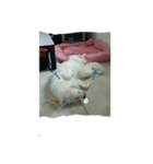 サモエド犬（個別スタンプ：1）