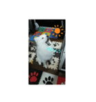 サモエド犬（個別スタンプ：2）