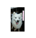 サモエド犬（個別スタンプ：4）