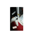 サモエド犬（個別スタンプ：5）