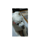サモエド犬（個別スタンプ：6）