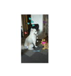 サモエド犬（個別スタンプ：8）