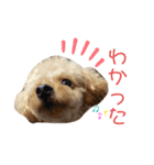hoMikan_（個別スタンプ：6）