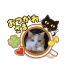 マンチカンのうにゃ（個別スタンプ：5）
