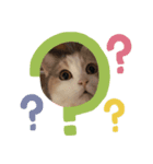 マンチカンのうにゃ（個別スタンプ：6）
