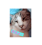 猫ちゃんで日常会話（個別スタンプ：1）