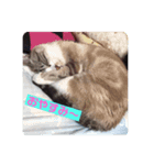 猫ちゃんで日常会話（個別スタンプ：2）