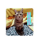 猫ちゃんで日常会話（個別スタンプ：3）