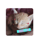 猫ちゃんで日常会話（個別スタンプ：5）