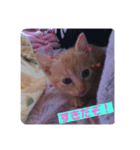 猫ちゃんで日常会話（個別スタンプ：6）