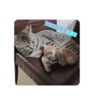 猫ちゃんで日常会話（個別スタンプ：7）