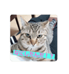 猫ちゃんで日常会話（個別スタンプ：8）