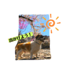 ロクのすけ（個別スタンプ：4）