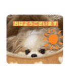 Treasure Dogs 1（個別スタンプ：1）