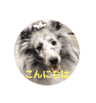 Treasure Dogs 1（個別スタンプ：2）