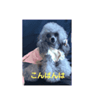 Treasure Dogs 1（個別スタンプ：3）