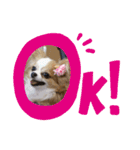 Treasure Dogs 1（個別スタンプ：4）
