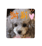 Treasure Dogs 1（個別スタンプ：6）