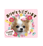 Treasure Dogs 1（個別スタンプ：7）
