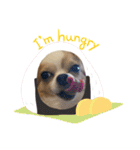 Treasure Dogs 1（個別スタンプ：11）