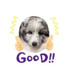 Treasure Dogs 1（個別スタンプ：12）