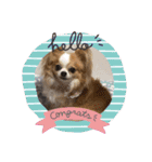 Treasure Dogs 1（個別スタンプ：13）