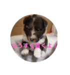 Treasure Dogs 1（個別スタンプ：14）