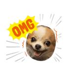 Treasure Dogs 1（個別スタンプ：15）