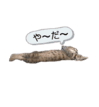 キジ猫のナッツ（個別スタンプ：5）