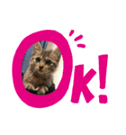 キジ猫のナッツ（個別スタンプ：6）