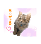 キジ猫のナッツ（個別スタンプ：7）