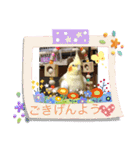 鳥ちゃん好き（個別スタンプ：1）