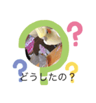 鳥ちゃん好き（個別スタンプ：5）