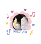 鳥ちゃん好き（個別スタンプ：6）