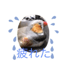 鳥ちゃん好き（個別スタンプ：8）