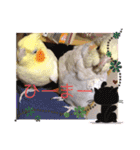 鳥ちゃん好き（個別スタンプ：9）