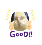 鳥ちゃん好き（個別スタンプ：11）