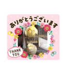 鳥ちゃん好き（個別スタンプ：12）