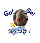 鳥ちゃん好き（個別スタンプ：15）