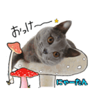 シャルトリュー兄弟姉妹のスタンプ（個別スタンプ：14）