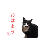 黒猫の「ナナ」（個別スタンプ：1）