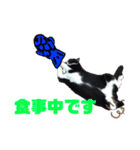 黒猫の「ナナ」（個別スタンプ：5）