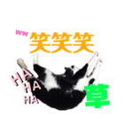 黒猫の「ナナ」（個別スタンプ：9）