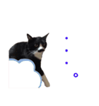 黒猫の「ナナ」（個別スタンプ：12）