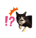 黒猫の「ナナ」（個別スタンプ：13）