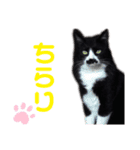 黒猫の「ナナ」（個別スタンプ：15）
