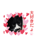 黒猫の「ナナ」（個別スタンプ：19）