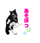 黒猫の「ナナ」（個別スタンプ：21）