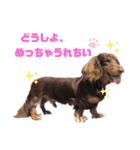 愛しのマッスルまろん（個別スタンプ：12）