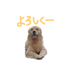 ゆるっとゴールデンレトリーバー（個別スタンプ：1）